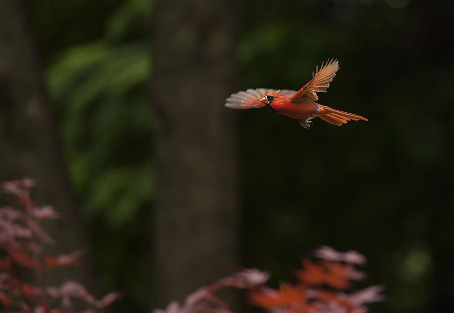 Male Cardinal in Flight Photograph by Doug McPherson