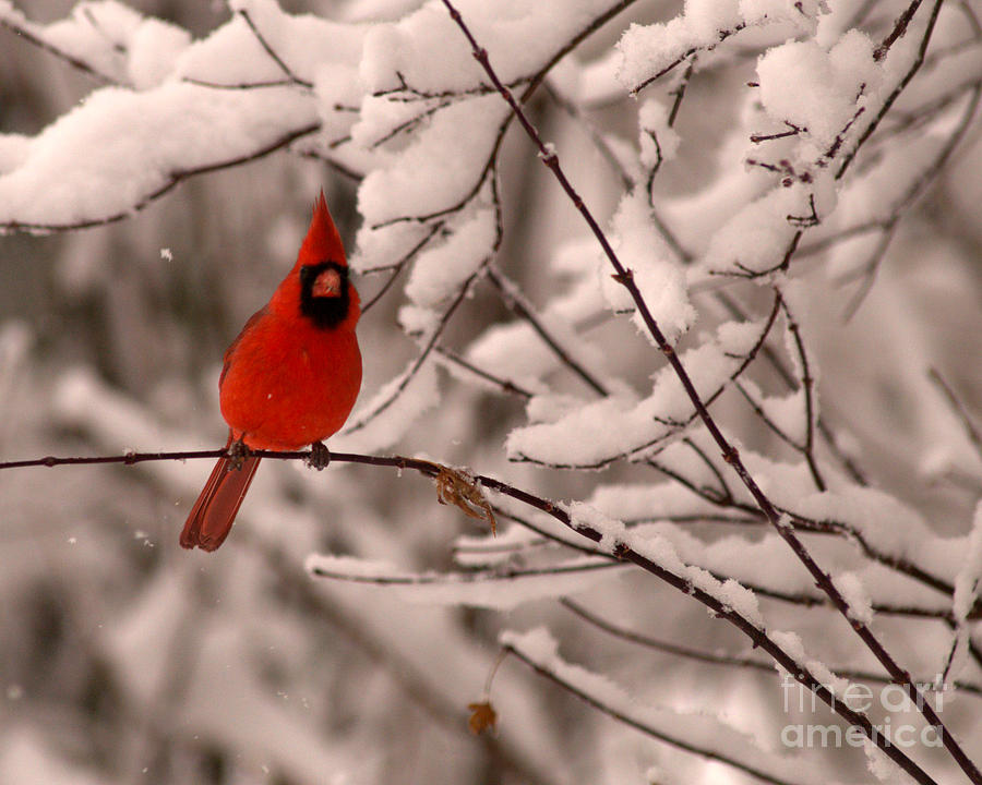 Male Cardinal in Snow Photograph by Jane Axman