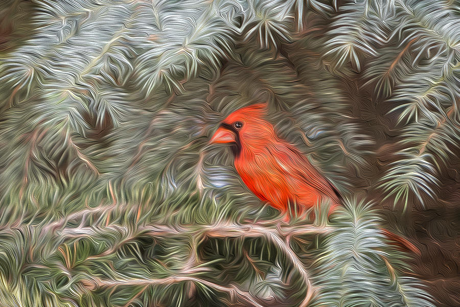 Male Cardinal in Spruce Tree Photograph by Patti Deters