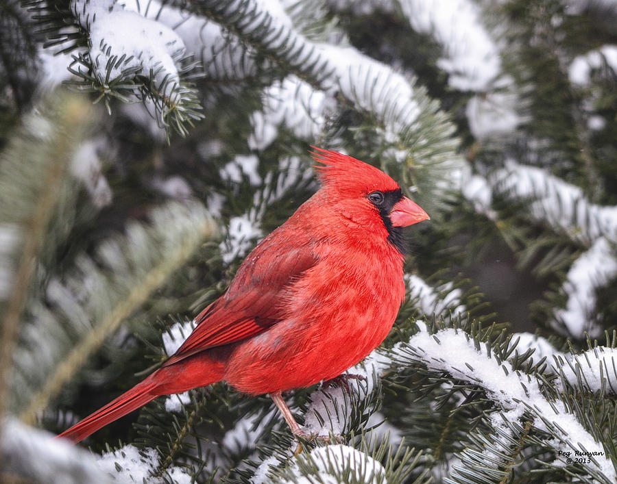 Male Cardinal in the Pines Photograph by Peg Runyan