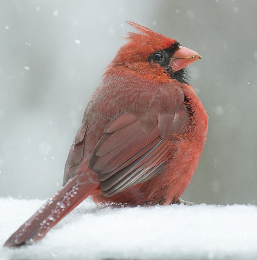 Male Cardinal in the Snow Photograph by Linda D Lester