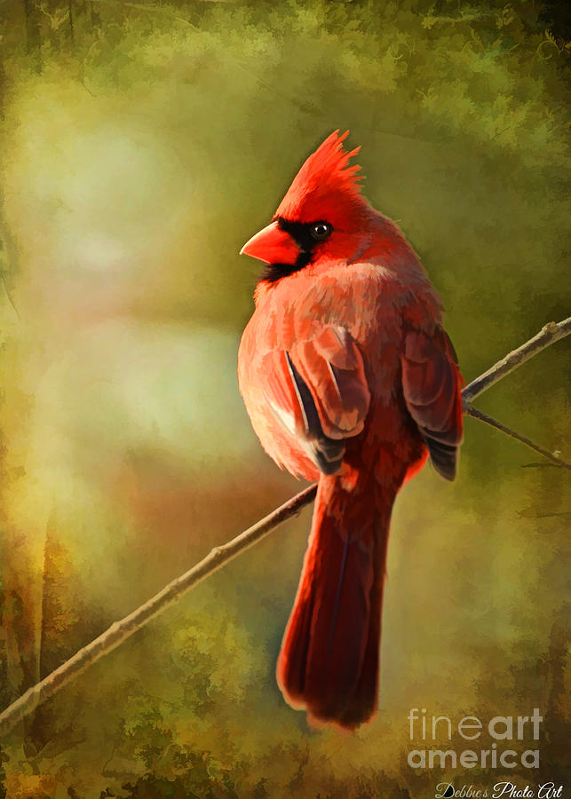 Male Cardinal in the sun - Digital Paint Photograph by Debbie Portwood