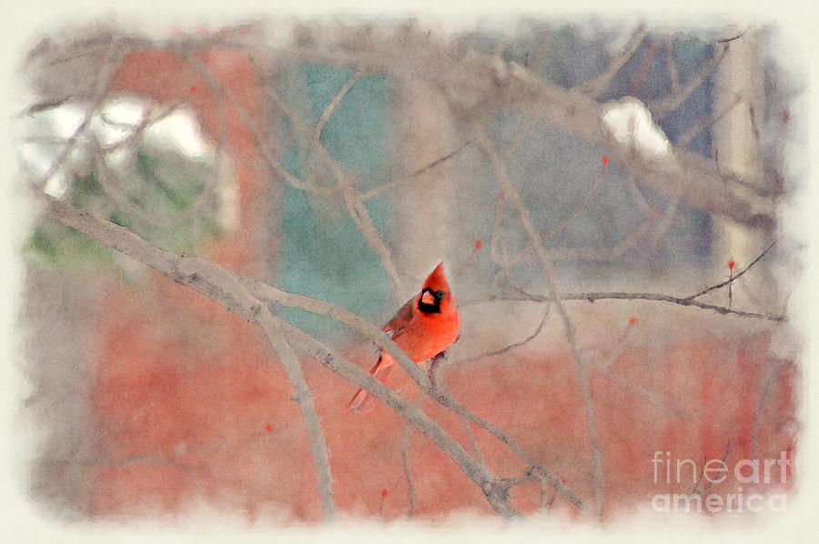 Male cardinal in tree Photograph by Dan Friend