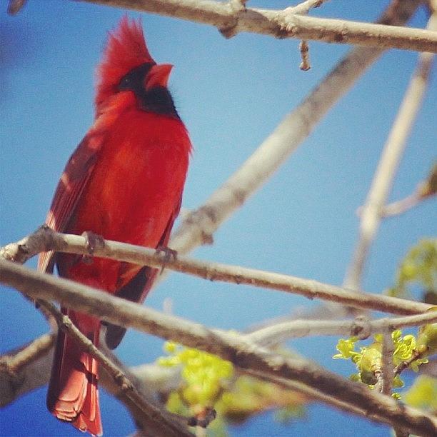 Spring Photograph - Male Cardinal In Tree #sky #spring by Lisa Thomas