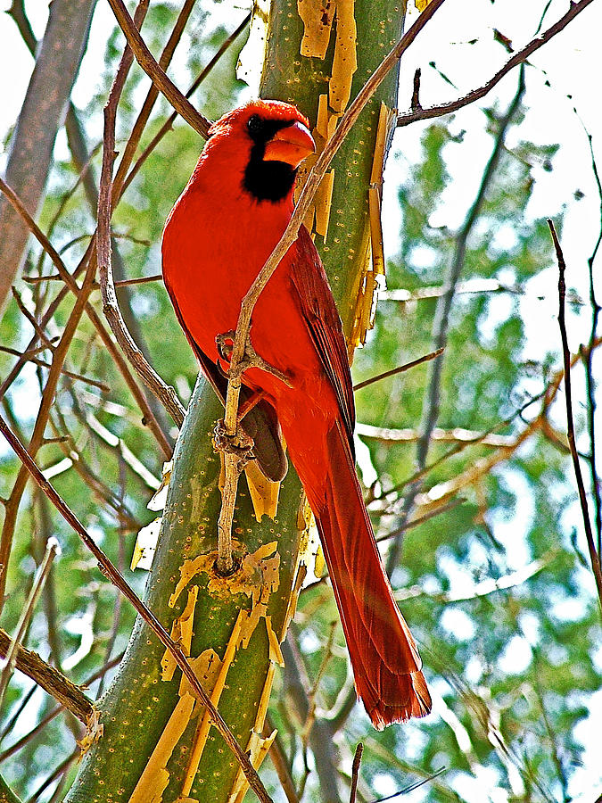Male Cardinal in Tucson Sonoran Desert Museum-Arizona Photograph by Ruth Hager