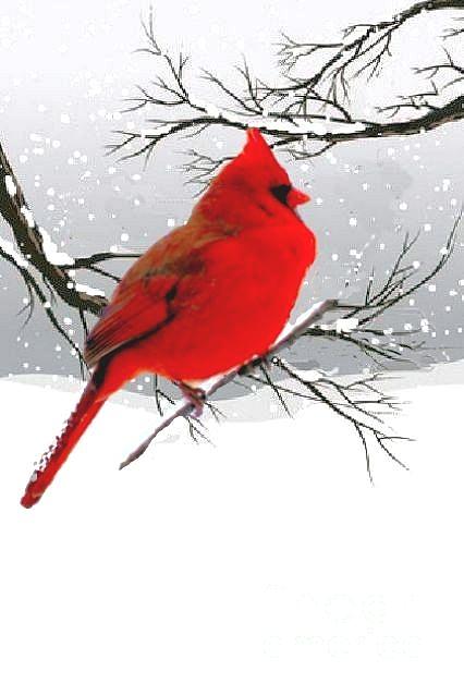 Male Cardinal in Winter Photograph by Janette Boyd