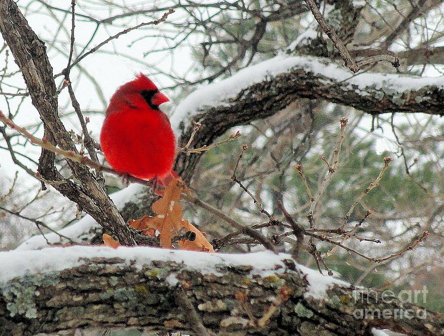 Male Cardinal IV Photograph by Janette Boyd
