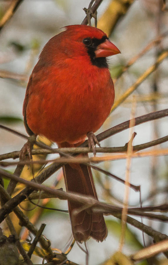 Male Cardinal Photograph by Jane Luxton