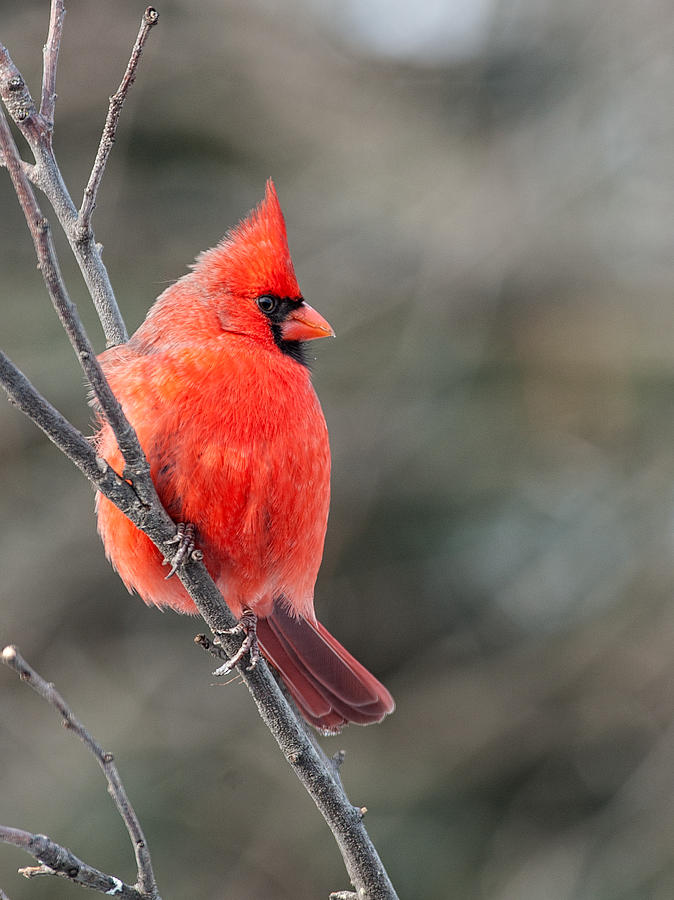 Male Cardinal Photograph by Jim Zablotny