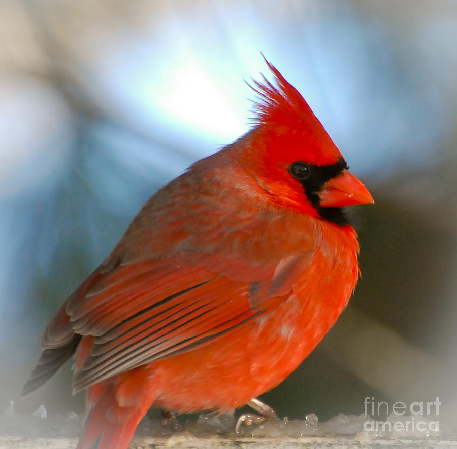 Bird Photograph - Male Cardinal  by Kerri Farley