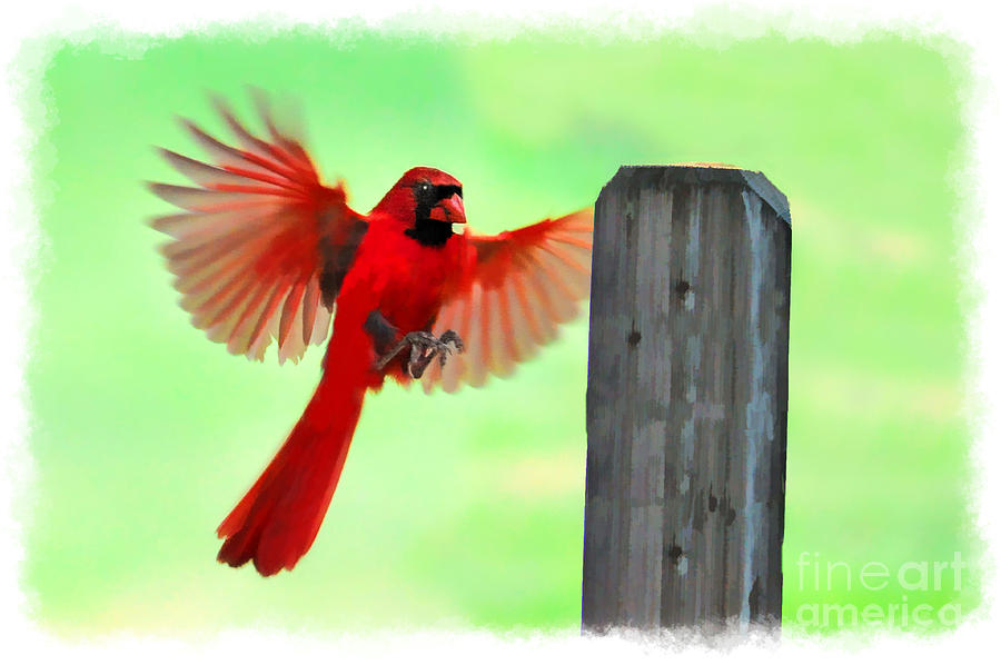 Male cardinal landing on post Photograph by Dan Friend