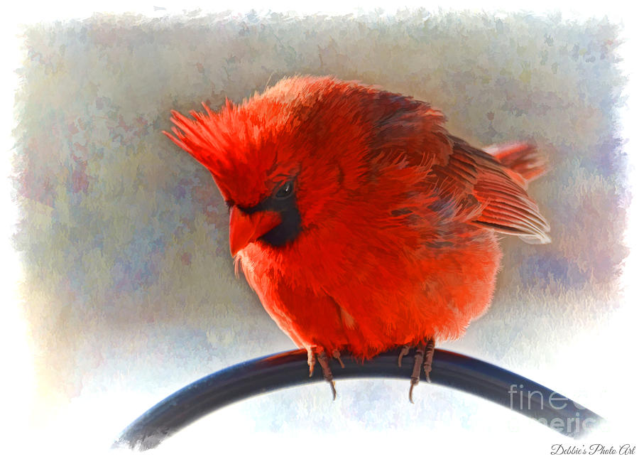 Male Cardinal looking down - Digital Paint Photograph by Debbie Portwood