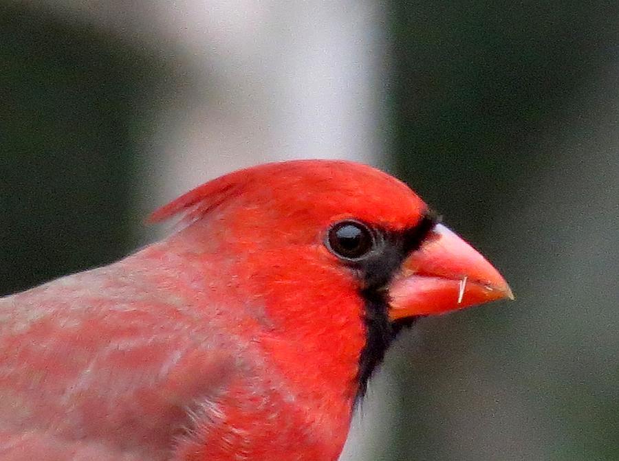 Male Cardinal Photograph by MTBobbins Photography