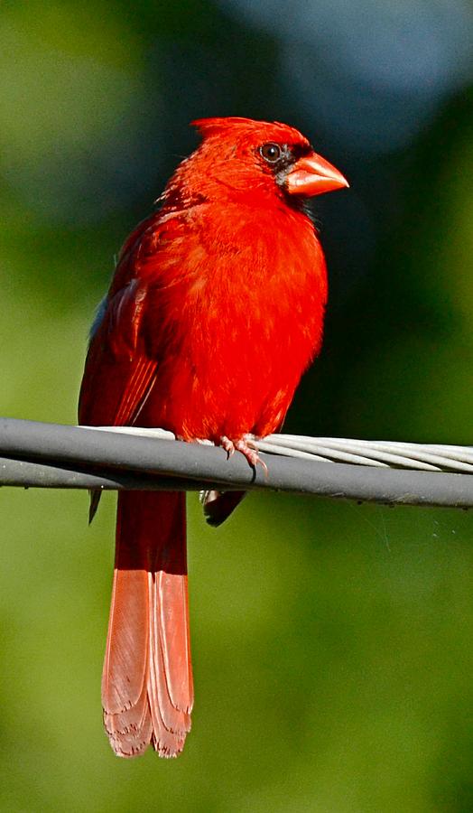 Cardinal Photograph - Male Cardinal on a Wire by Suzi Harr