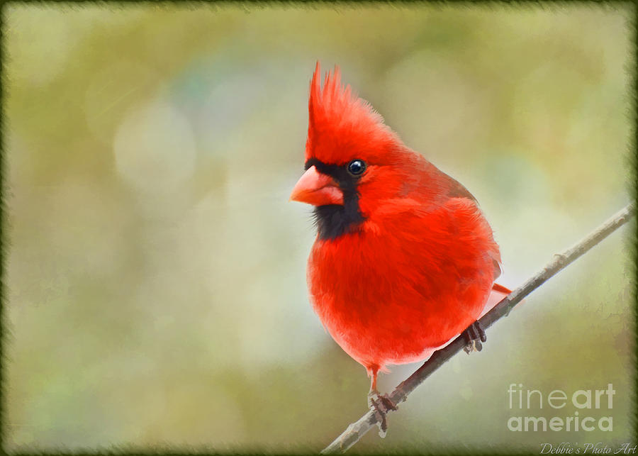 Male Cardinal on angled twig - Digital Paint Photograph by Debbie Portwood