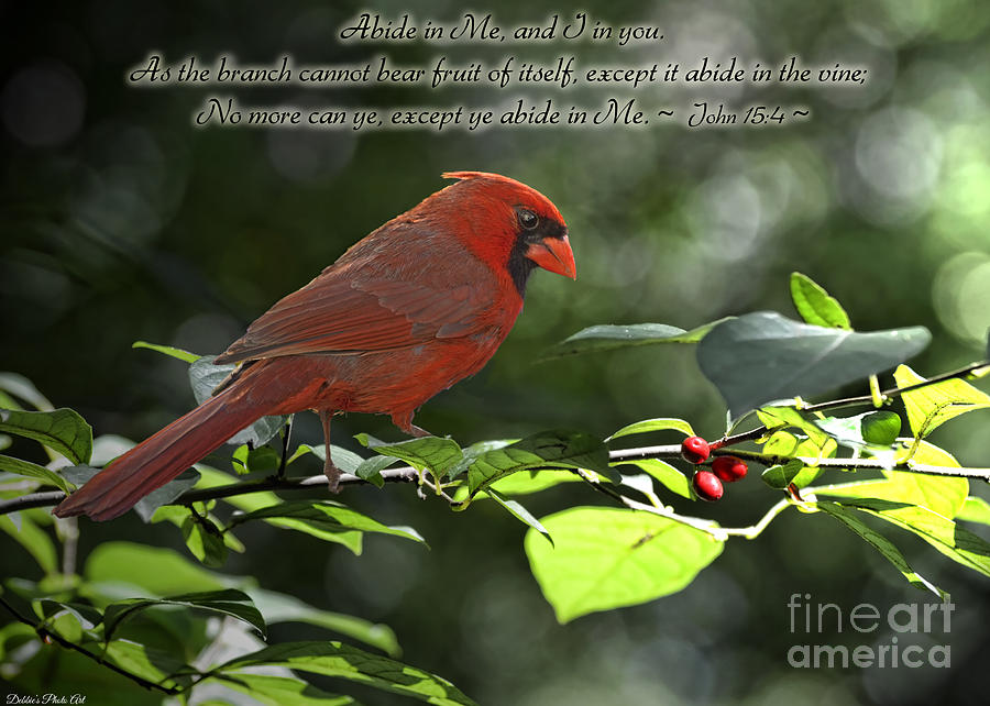 Nature Photograph - Male Cardinal on Dogwood branch with verse by Debbie Portwood