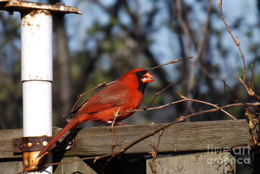Male Cardinal on Fence Photograph by Brenda Brown