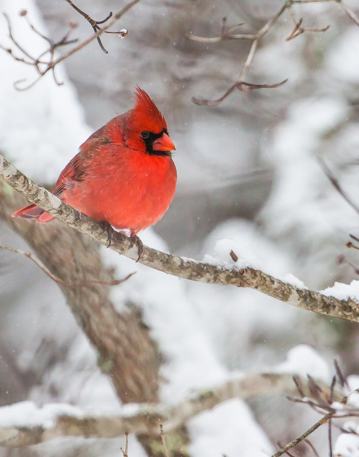 Male Cardinal on Snowy Branch Photograph by Rob Travis