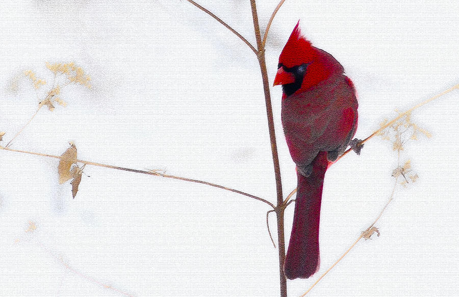 Male Cardinal On Snowy Weed Photograph by Randall Branham