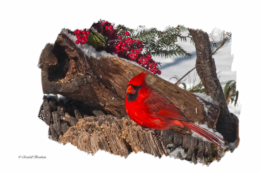 Male Cardinal On Stump Photograph by Randall Branham
