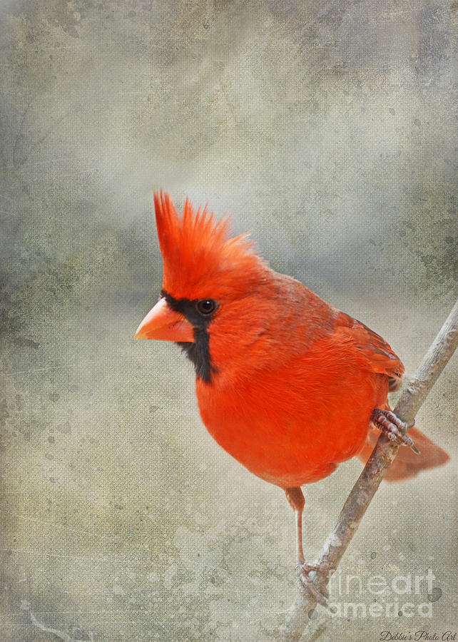 Male Cardinal on the angle Photograph by Debbie Portwood