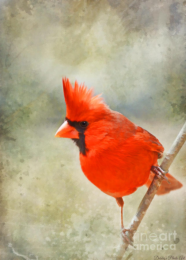 Male Cardinal on the angle - Painted Effect Photograph by Debbie Portwood