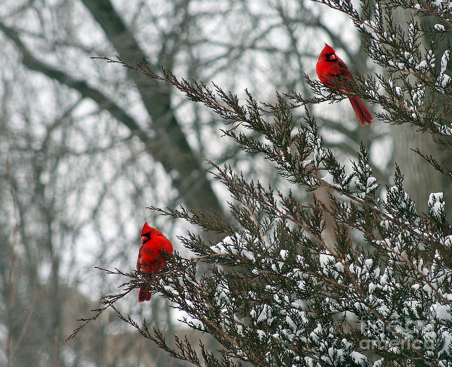 Male Cardinal Pair Photograph by Karen Adams