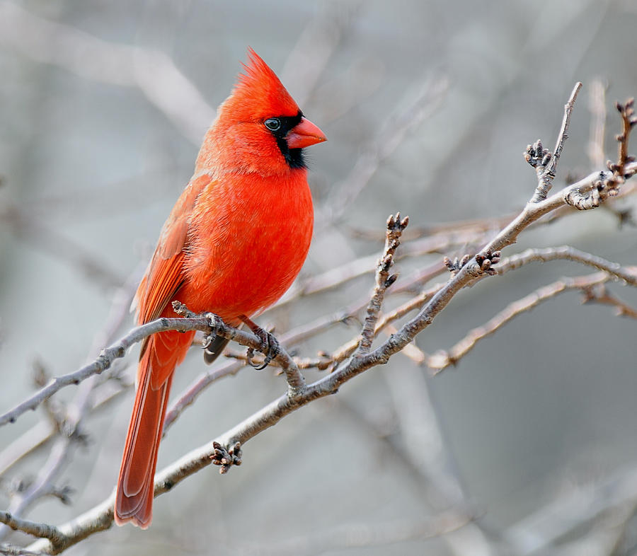 Male cardinal perched against grey sky Photograph by Larry Keller, Lititz Pa.