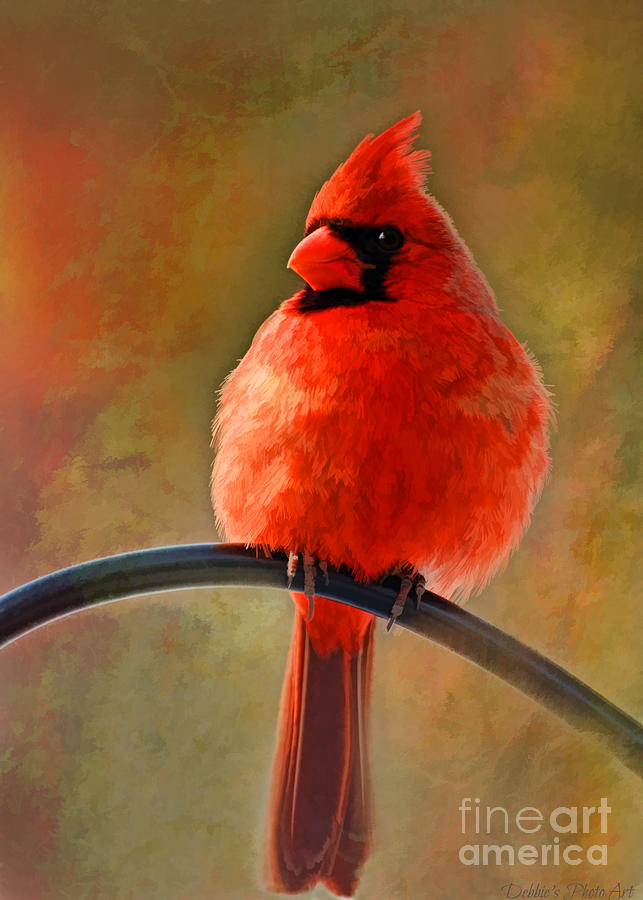 Male Cardinal perching - Digital Paint #1 Photograph by Debbie Portwood