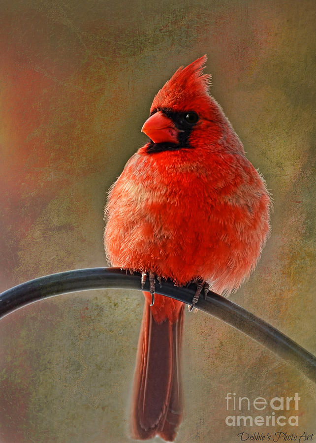 Male Cardinal perching  Photograph by Debbie Portwood