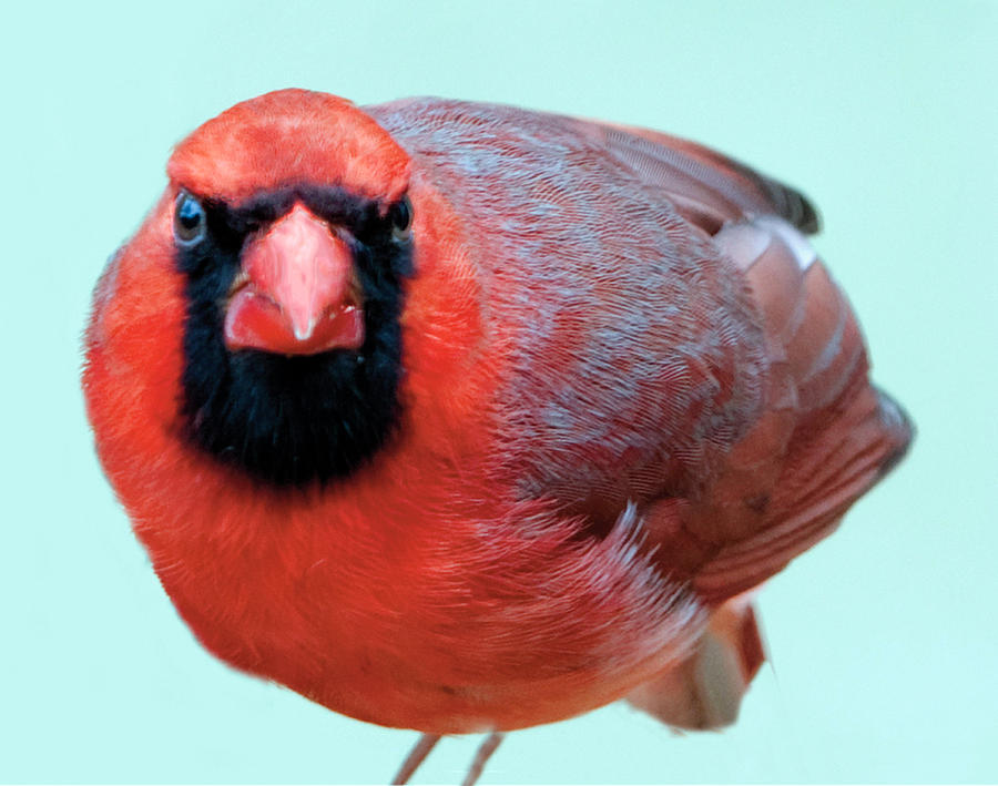 Male Cardinal Portrait Photograph by William Bitman