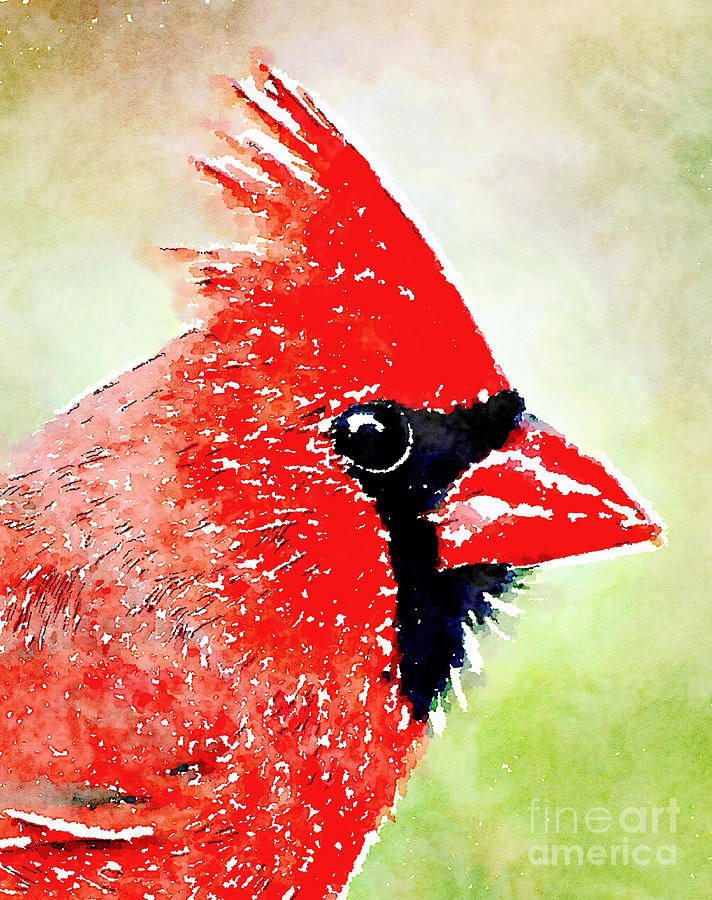 Male Cardinal Profile - Watercolor Photograph by Kerri Farley