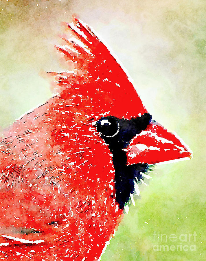 Male Cardinal Profile - Watercolor Photograph by Kerri Farley Male Cardinal Profile - Watercolor Photograph by Kerri Farley