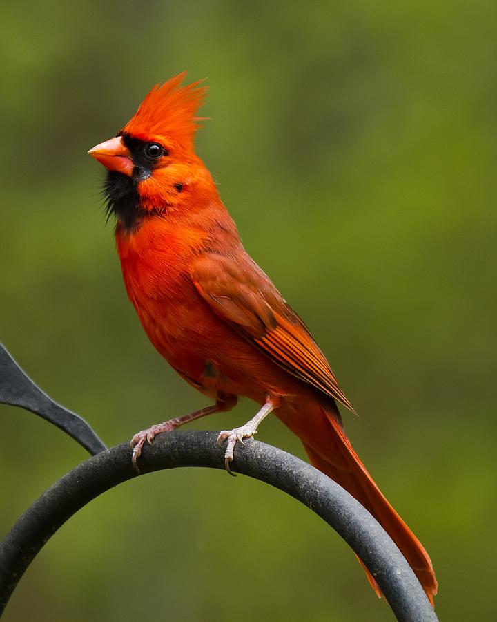 Male Cardinal Photograph by Robert L Jackson