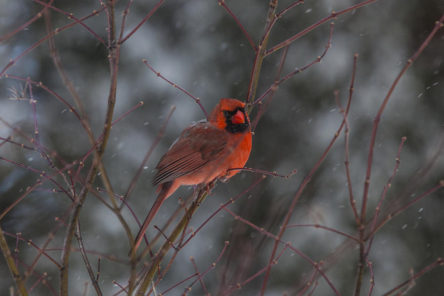 Male Cardinal Photograph by Steve Gravano