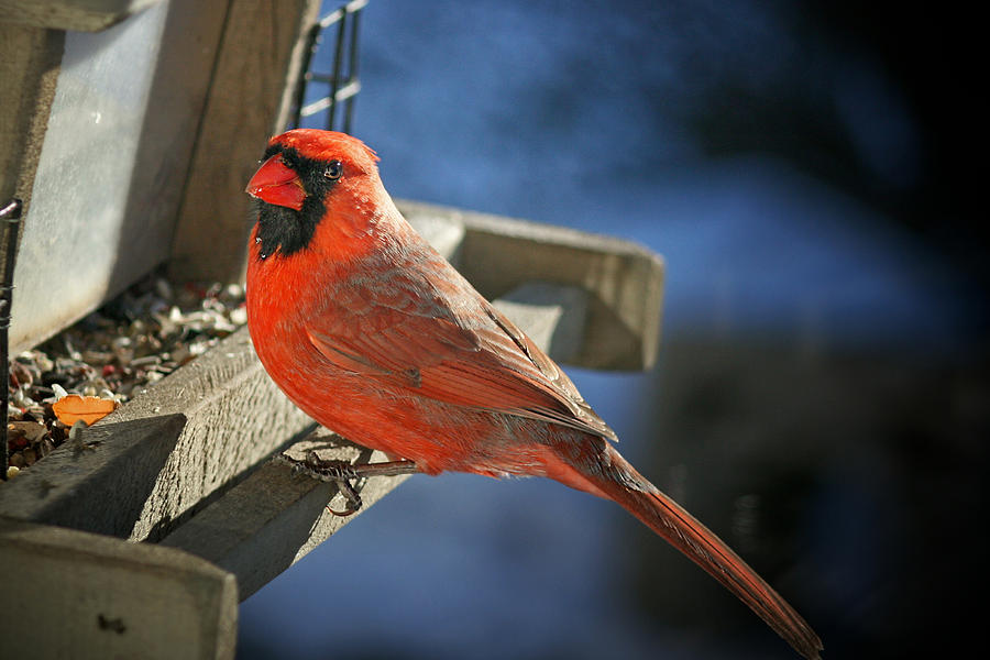 Male Cardinal  Photograph by Susan McMenamin