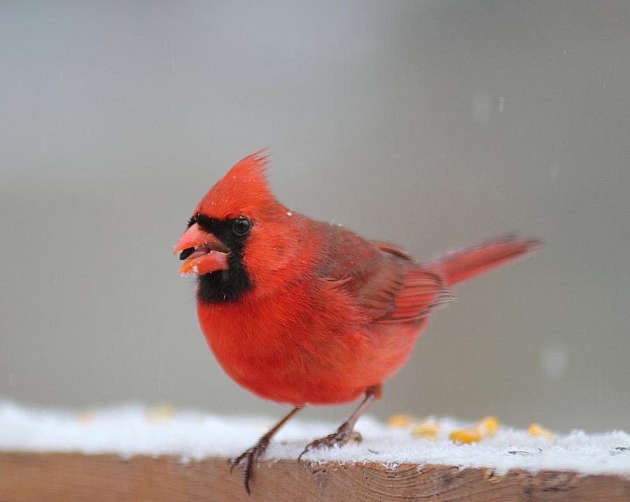 Cardinal Photograph - Male Cardinal by Tammy Franck