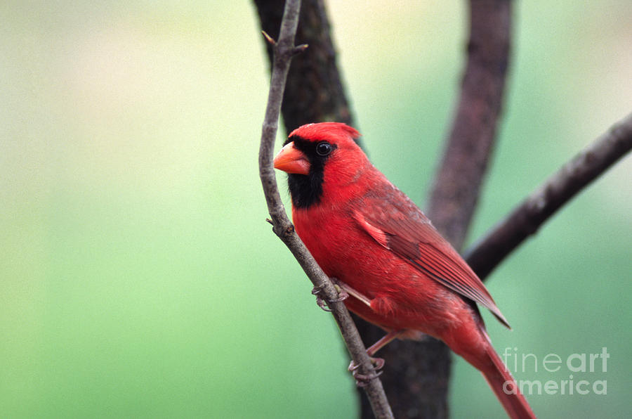 Male Cardinal Photograph by Thomas R Fletcher