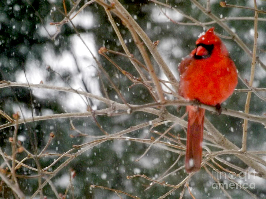 Male Cardinal Waiting For Spring Photograph by Deb Schense