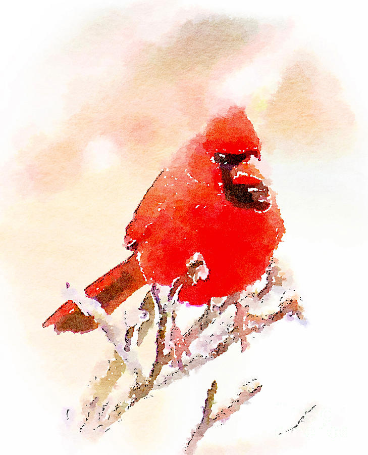Male Cardinal - Watercolor Photograph by Kerri Farley