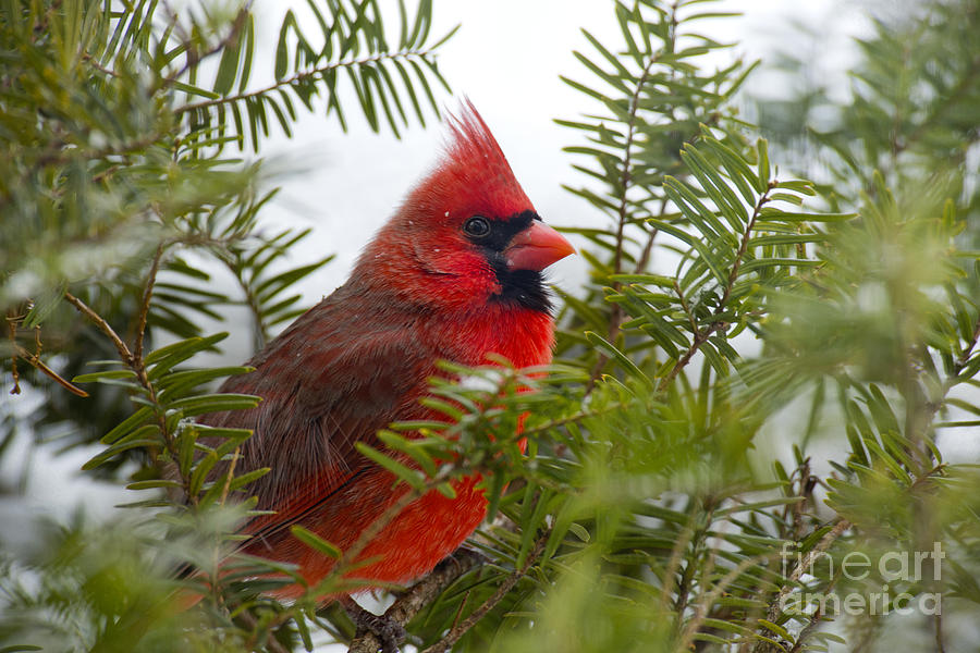 Male Cardinal Winter 2013 Photograph by David Arment