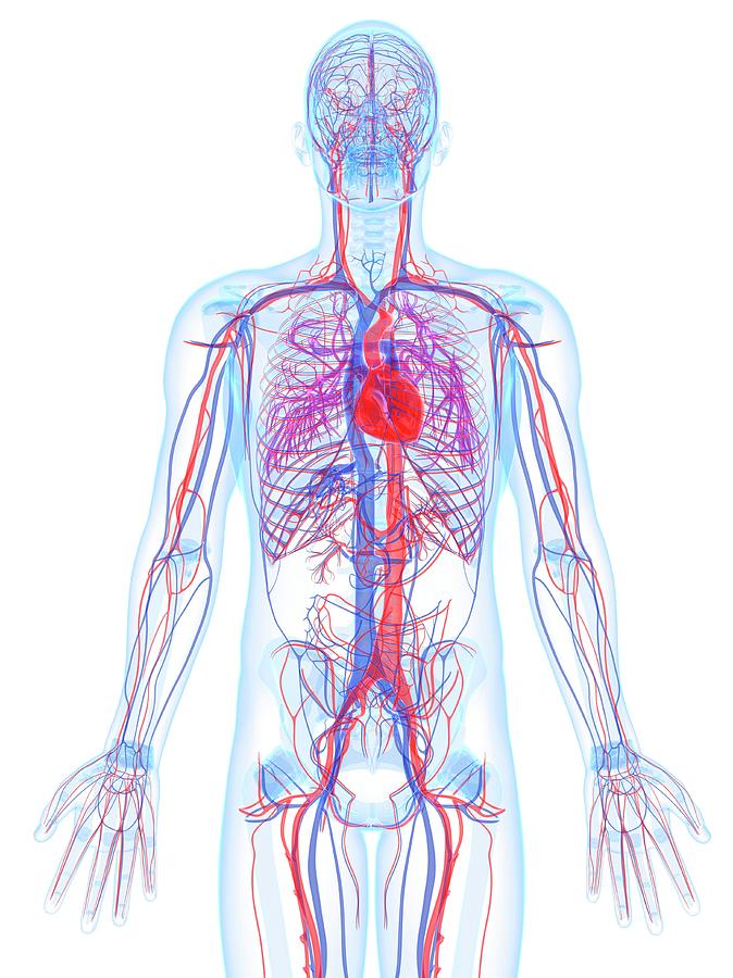 Male Cardiovascular System, Artwork Digital Art by Sciepro