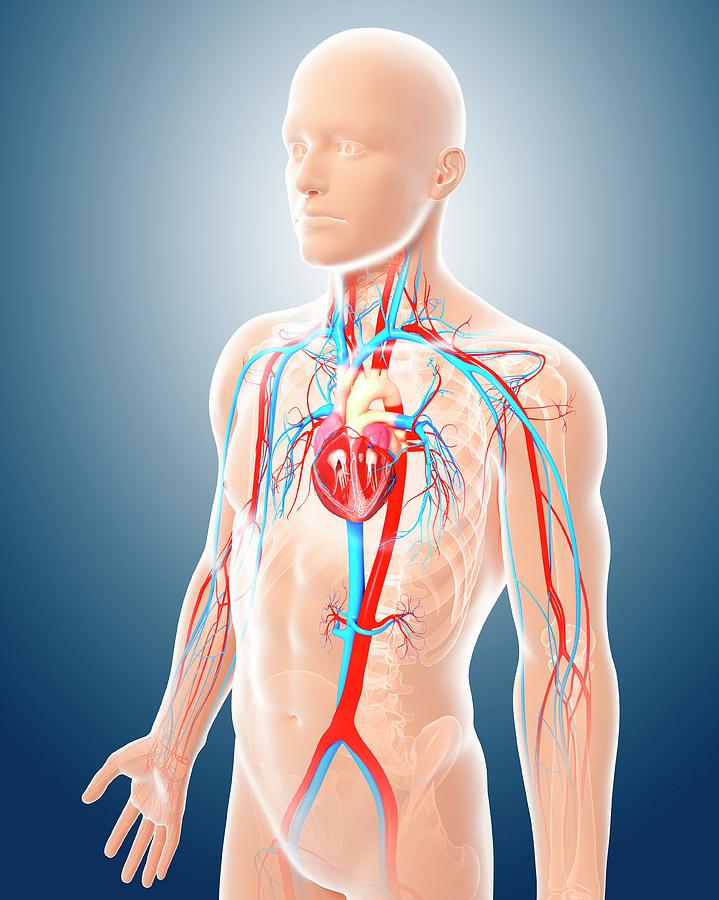 Male Cardiovascular System Photograph by Pixologicstudio/science Photo Library