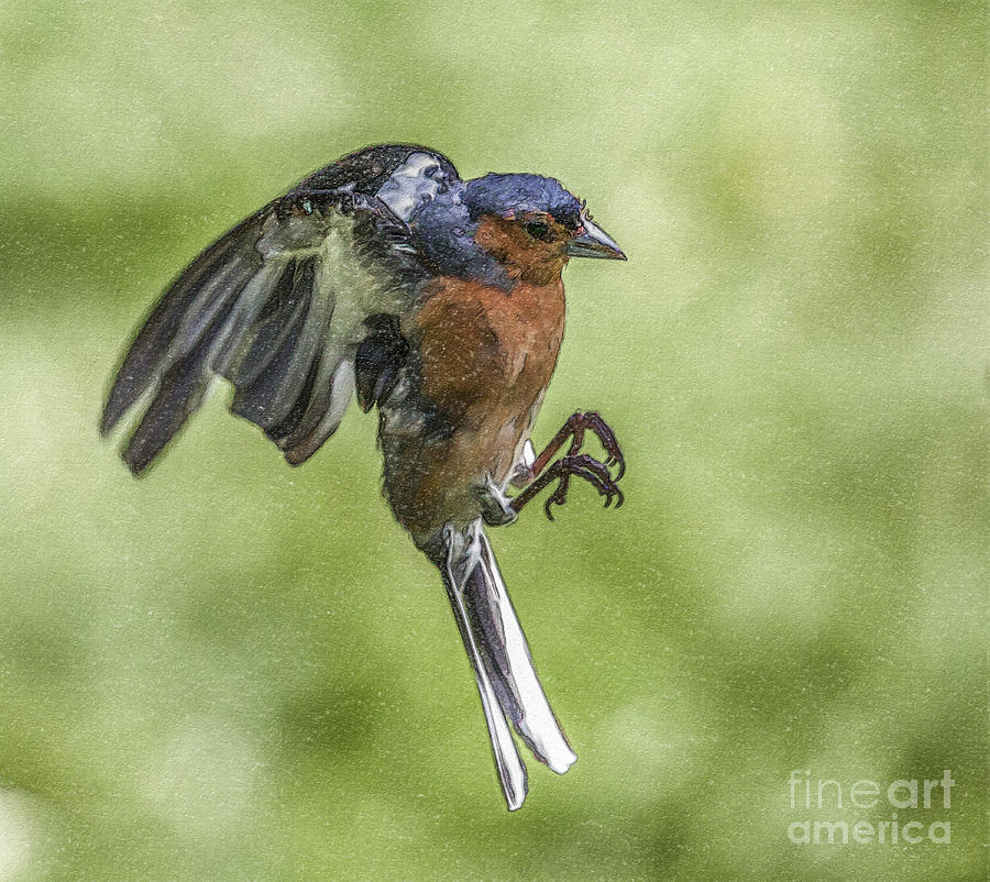 Finch Digital Art - Male Chaffinch in flight by Liz Leyden