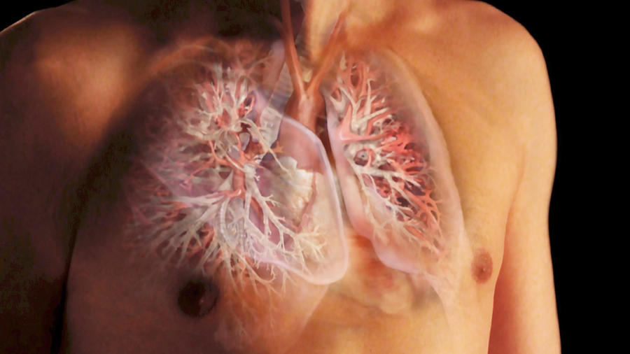 Male Chest Revealing Heart And Lungs Photograph by Anatomical Travelogue