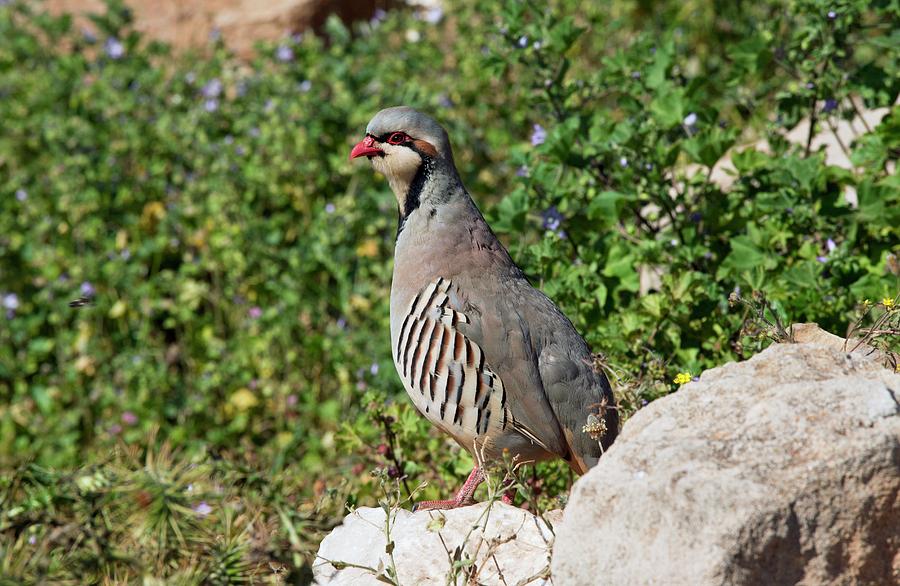 Male Chukar Photograph by Bob Gibbons/science Photo Library | Fine Art ...