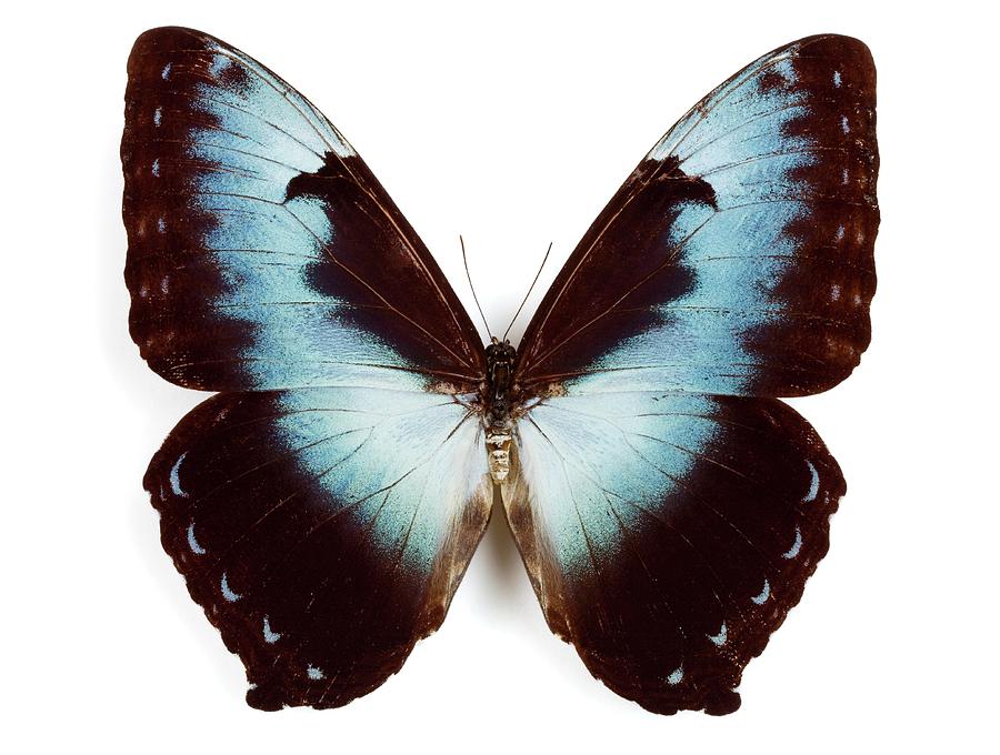 Male Cisseis Morpho Butterfly Photograph by Pascal Goetgheluck/science Photo Library