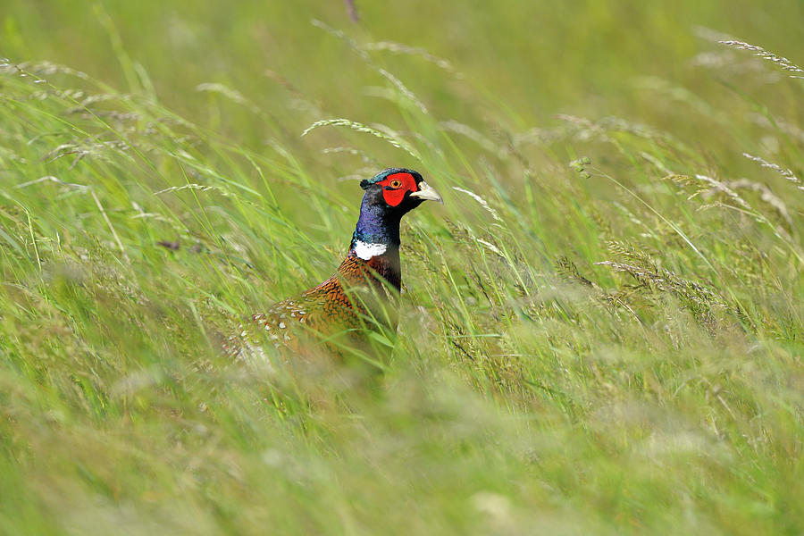 Male Cock Pheasant Photograph by Raimund Linke