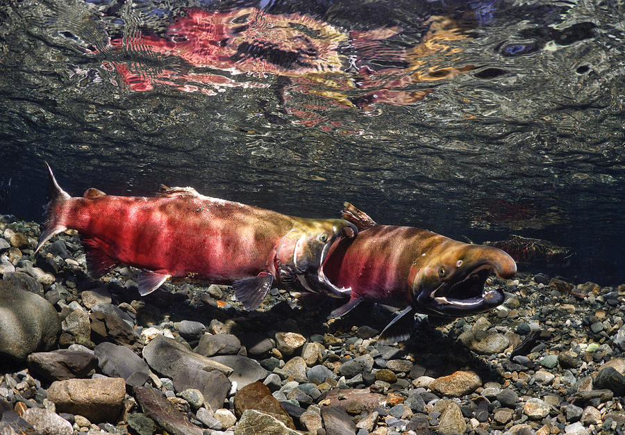 Male Coho Aggressively Compete For Photograph by Thomas Kline - Fine ...