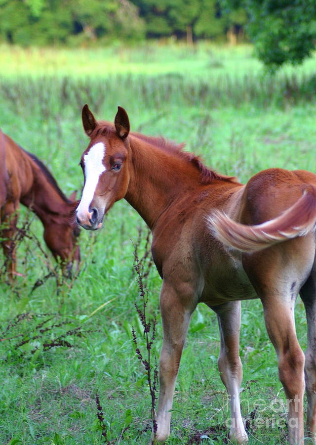 Male Colt Photograph by Brandy Krieman Fine Art America
